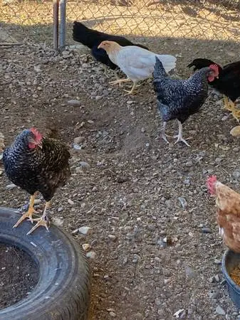 Roosters
