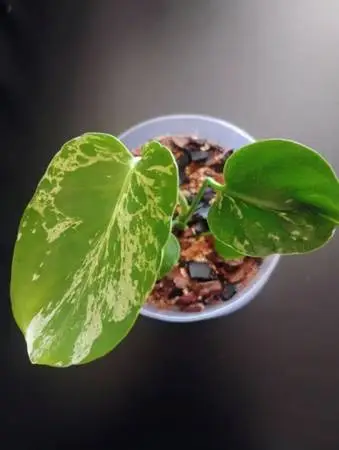 Live Monstera Bulbasaur