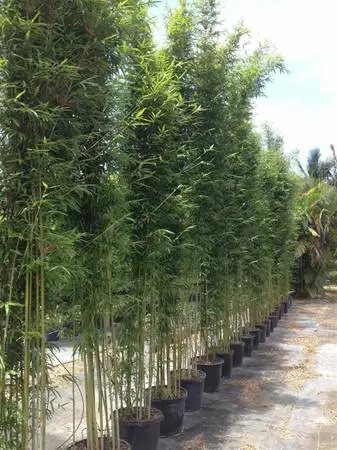 HUGE outdoor Landscape Plants Closeout -$30 EA!!!  BEST for PRIVACY