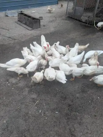 White Muscovy duck