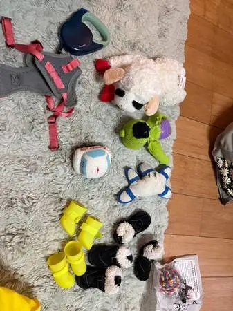 Free dog stuff