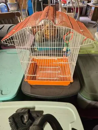 Bird Cages