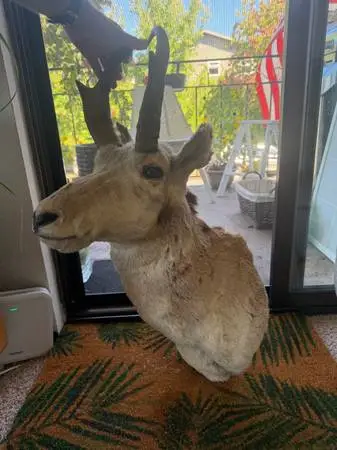 VINTAGE PRONGHORN MALE ANTELOPE TAXIDERMY SHOULDER MOUNT