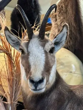 TAXIDERMY MOUNTS