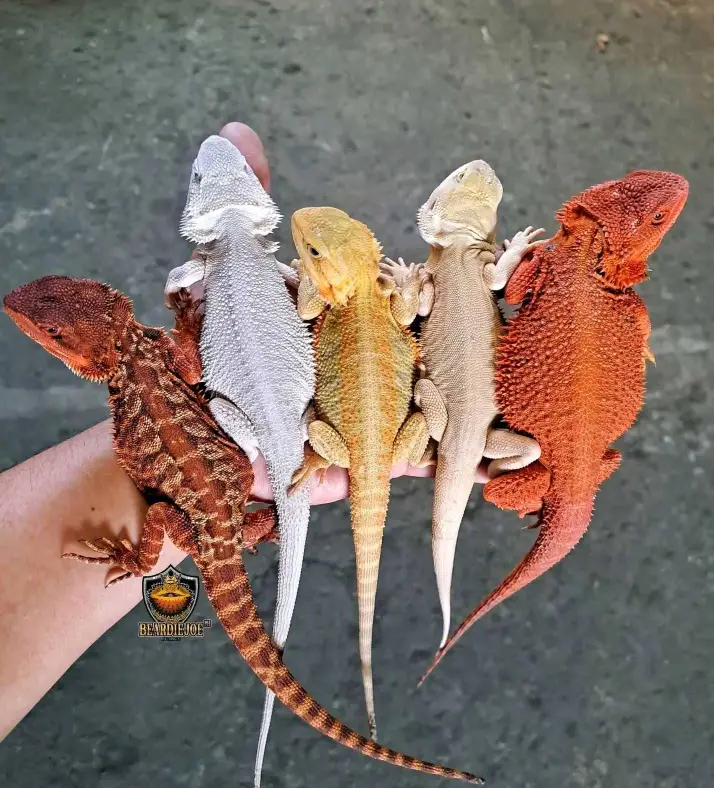 bearded dragon for Adoption