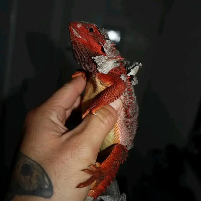 bearded dragon available for Adoption