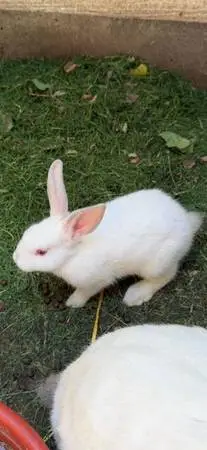 Baby Bunnies for sale