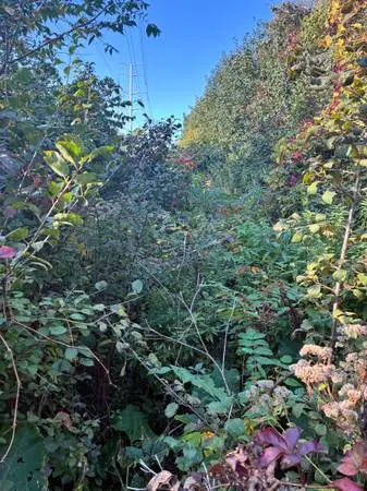💥🌳 TREE & BUSH REMOVAL DONE THE H&S WAY 💥🌳