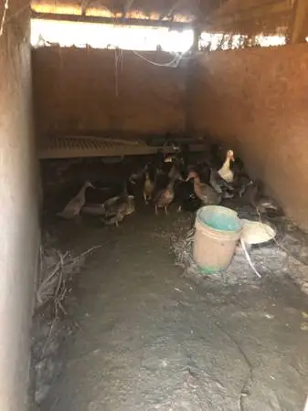 Duck for sale