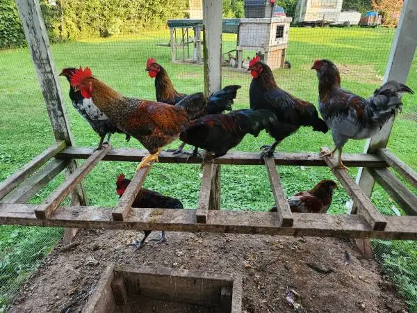 Roosters 🐓