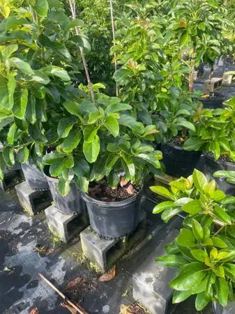 Grafted Avocado Trees