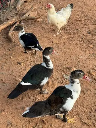 Muscovy Ducks for Sale