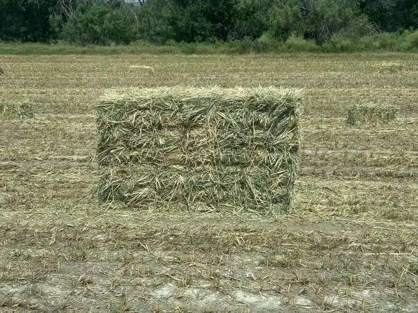Hay Grazer square bales
