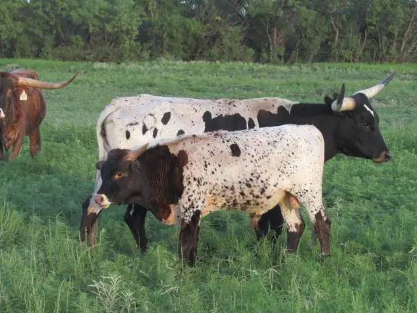 Longhorn Bull - 1 yr. old - Dark Chocolate Speckled Bull