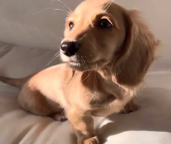 happy tails dachshunds
