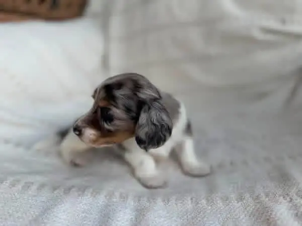 happy healthy dachshunds tail