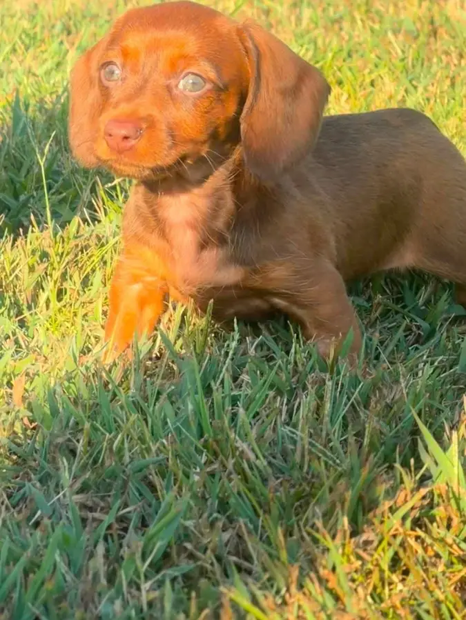 happy tails dachshunds