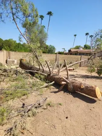 🌳Any Tree Removal 🌳 $150