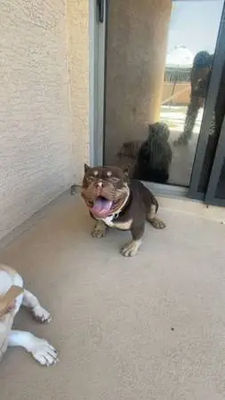 Rehome dog