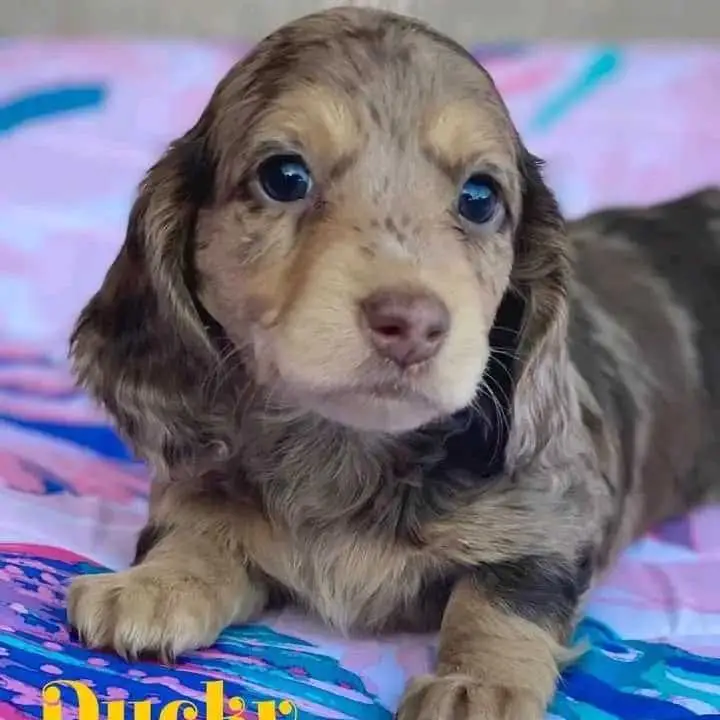 Long haired mini doxie
