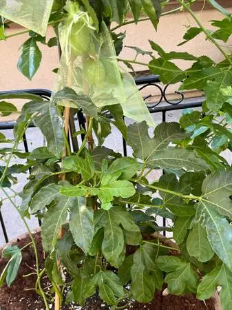 Purple passionfruit vine