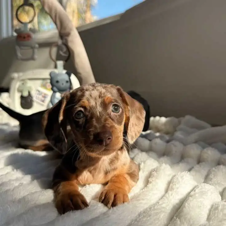 dachshund puppy