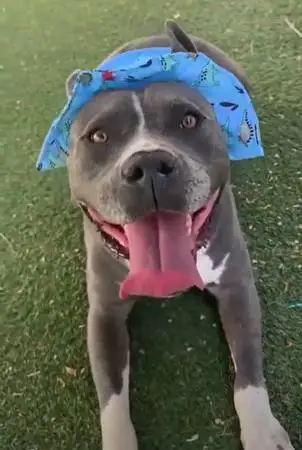 Dog Foster Parent