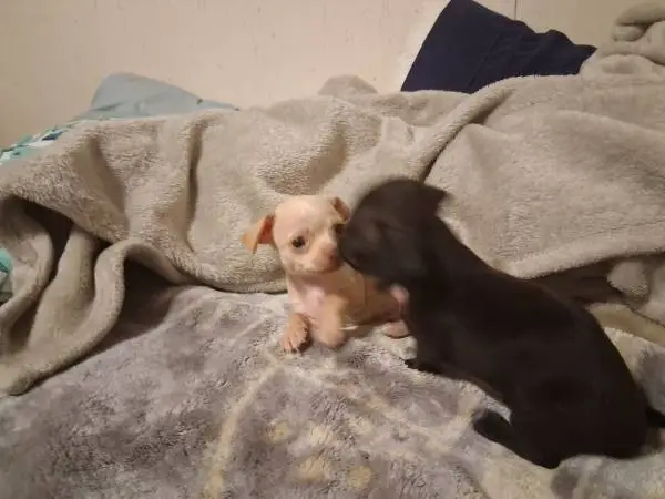 2 male apple head Chihuahua pupps