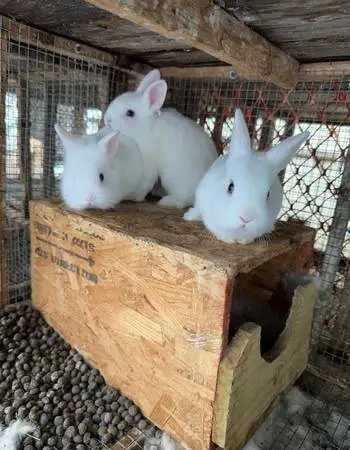 Rabbit  $30 Houston, Texas