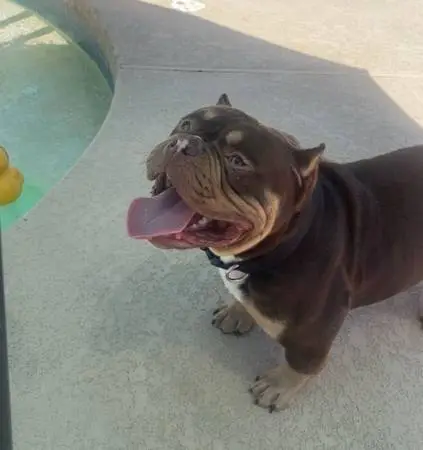 Rehome male bully