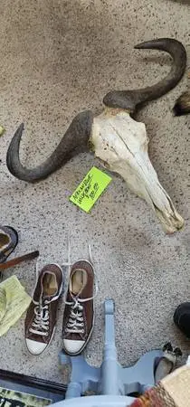 African Blue Wildebeast Skull and Horns