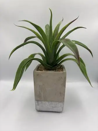 Artificial Agave Plant in Cement Planter- 10X10X13