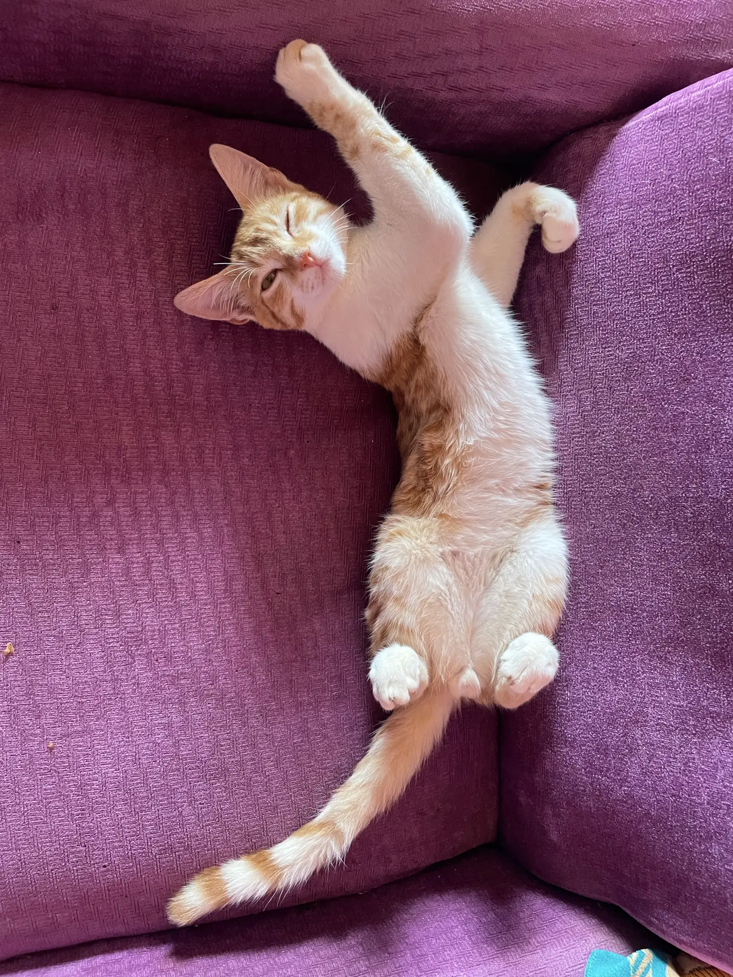 maine coon kittens home