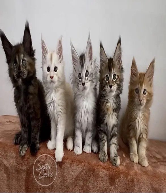 mine coon kittens home