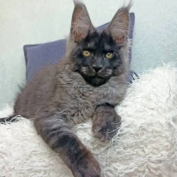 maine coon kittens home