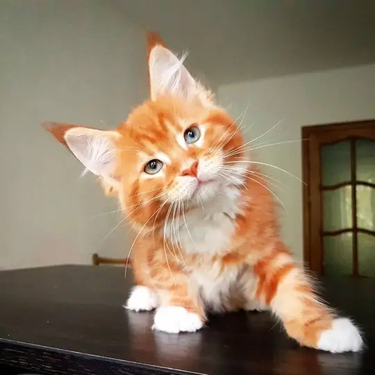maine coon kittens home