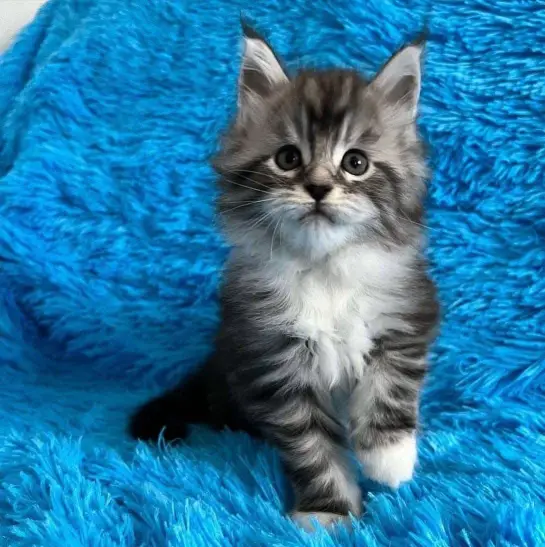 maine coon kittens home