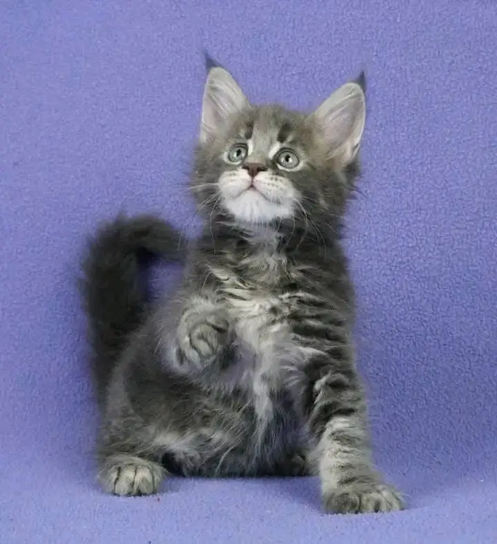 maine coon kittens home