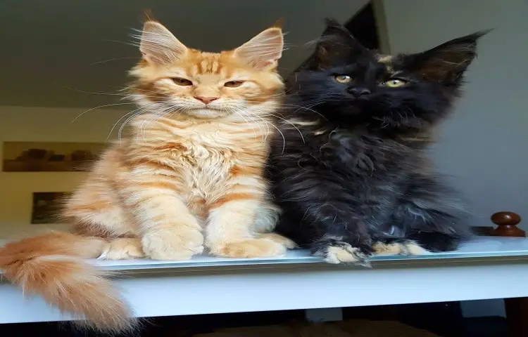 maine coon kittens home