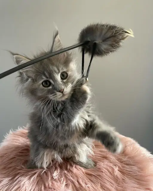 maine coon kittens home