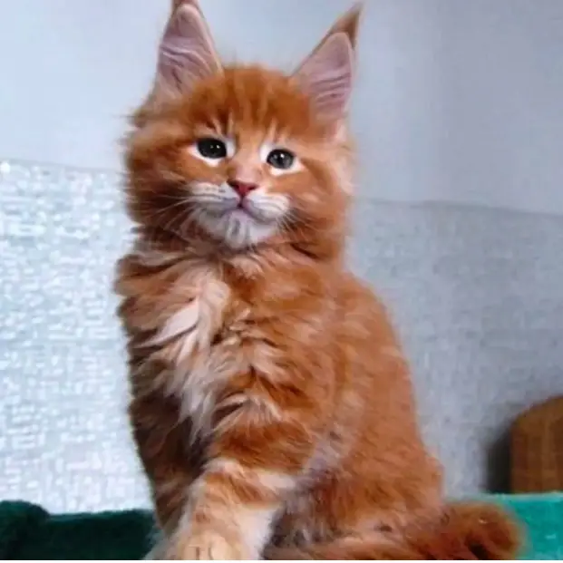 maine coon kittens home