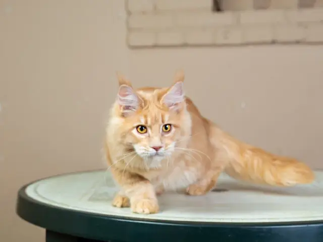 maine coon kittens home