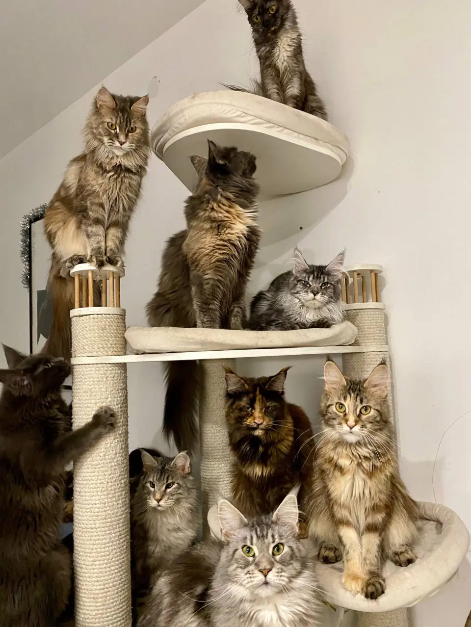 maine coon kittens home