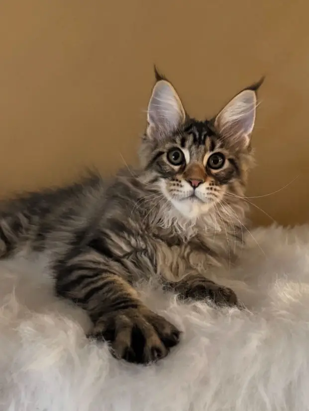 maine coon kittens home
