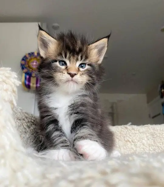 maine coon kittens home
