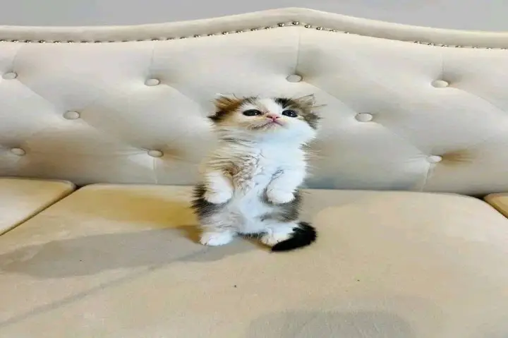 maine coon kittens home
