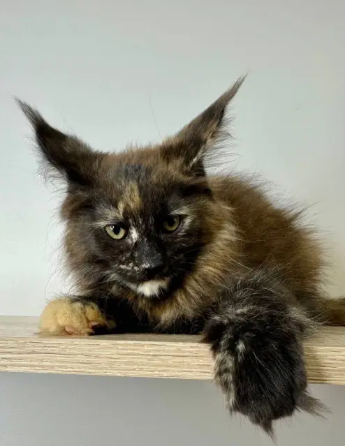 maine coon kittens home