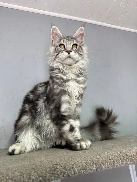 maine coon kittens home