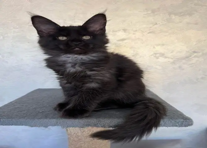 maine coon kittens home
