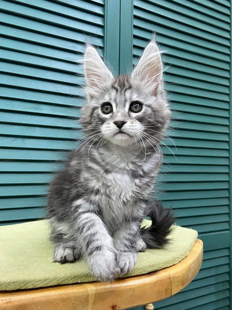 maine coon kittens home